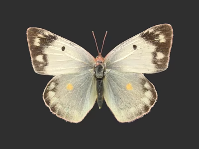 Beautiful White Butterfly With Brown Edges Spots And Yellow Dots On Wings Against Black Background 3d model