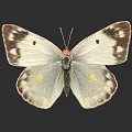 Beautiful White Butterfly With Brown Edges Spots And Yellow Dots On Wings Against Black Background