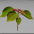 Vibrant Plant with Green and Red Leaves and Fresh Foliage on Dark Background