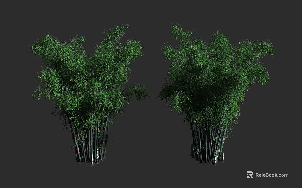 Bamboo Plants With Lush Green Leaves And Tall Dense Foliage In Natural View 3d model 