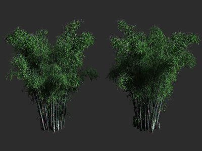 Bamboo Plants With Lush Green Leaves And Tall Dense Foliage In Natural View 3d model