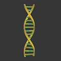 DNA Double Helix Structure And Its Impact On Organ Health And Hair Growth