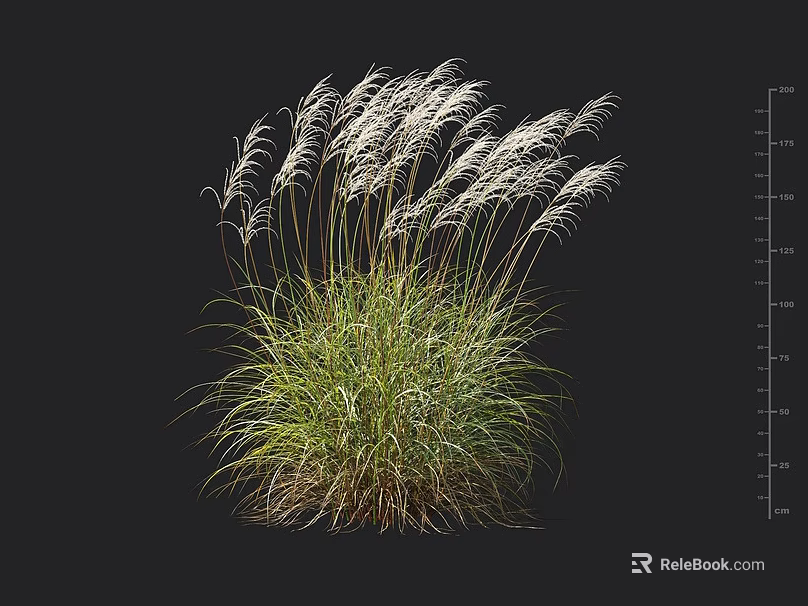 Ornamental Feather Grass With White Plumes In Black Background And Height Markers 3d model 