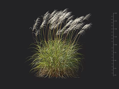 Ornamental Feather Grass With White Plumes In Black Background And Height Markers 3d model