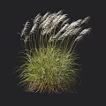 Ornamental Feather Grass With White Plumes In Black Background And Height Markers