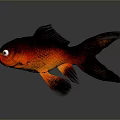 Vibrant Red Black Goldfish With Large Eyes Flowing Fins And Tail On Gray Background