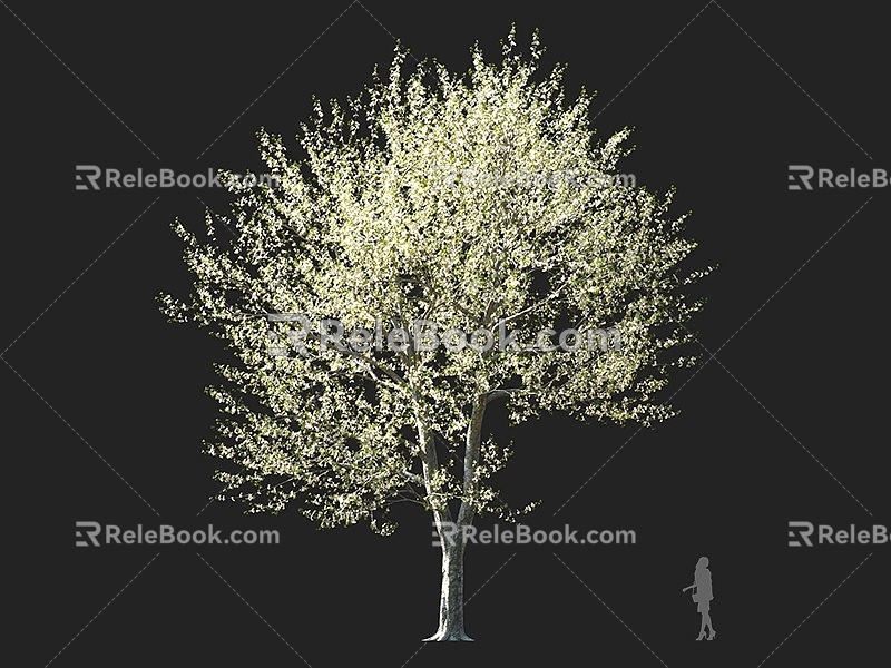 Sweet Cherry Plum Tree Flowering Tree Yellow Flower Tree European Sweet Cherry Round Head Tree Landscape Tree Ornamental Tree Garden Tree 3d model