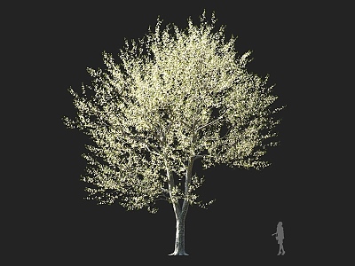 Sweet Cherry Plum Tree Flowering Tree Yellow Flower Tree European Sweet Cherry Round Head Tree Landscape Tree Ornamental Tree Garden Tree 3d model