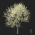 Sweet Cherry Plum Tree Flowering Tree Yellow Flower Tree European Sweet Cherry Round Head Tree Landscape Tree Ornamental Tree Garden Tree 3d model