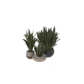 Ornamental Plant Arrangement With Snake Plants In Assorted Decorative Pots For Indoor Decor