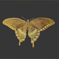 Brown Butterfly With White Spots On Wings And Reflection On Gray Background