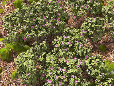 Lush Green Leafy Shrubs With Pink Flowers Growing In Garden Mulch 3d model