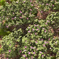 Lush Green Leafy Shrubs With Pink Flowers Growing In Garden Mulch