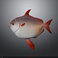 Vibrant Red and White Fish with White Spots Red Fins and Tail on Gray Background