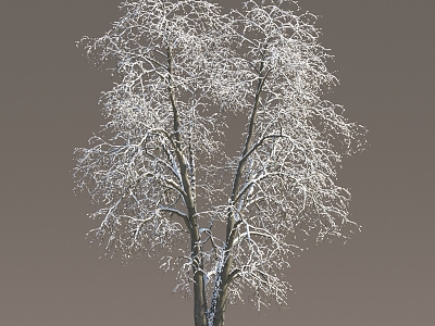 Winter Snow Trees Ice Trees Frozen Trees Snow Trees Big Trees Landscape Trees Street Trees 3d model