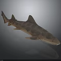 Spotted Shark 3D Rendered Model With Detailed Body Patterns And Smooth Texture 3d model