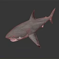 Silver Shark 3D Model With Open Mouth Sharp Teeth And Dark Background