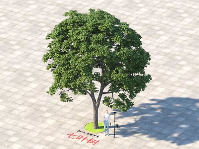 Tall Tree With Lush Green Foliage And Person Standing Underneath On Paved Ground 3d model