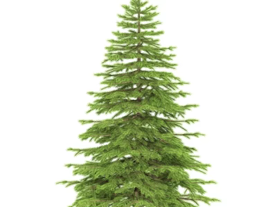 Tall Evergreen Arbor With Lush Green Foliage And Upright Growth Habit 3d model
