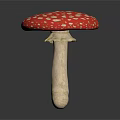 Red and White Spotted Mushroom with Red Cap White Spots and Reflection on Dark Surface
