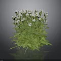 White Daisy Plant With Green Leaves And Lush Foliage On Black Background