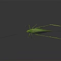 Green Insect With Slender Body And Long Antennae On Smooth Surface Dark Background Reflection