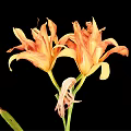 Orange Yellow Lilies In Vase With Green Stems And Leaves On Black Background