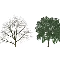 Two Arbor Trees With Light Green And Dark Green Foliage On White Background