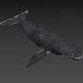 Realistic 3D Model of Blue Whale with Detailed Features on Blue Background