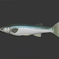 Realistic Turquoise and White Fish with Shiny Fins Tail on Reflective Surface