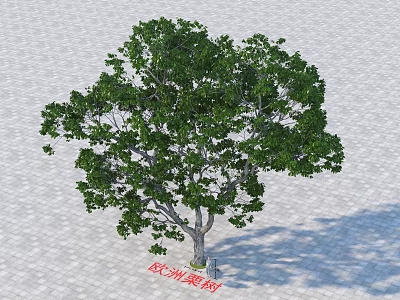 European Chestnut Tree With Lush Green Leaves And Sturdy Trunk On Paved Ground 3d model
