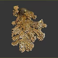 Beautiful Branching Coral Formation Providing Vital Habitat For Diverse Aquatic Animals
