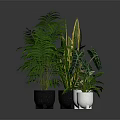 Various Indoor Potted Plants With Green Leaves In Black And White Ceramic Pots