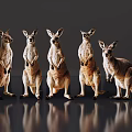 Five Kangaroos Standing Upright With Reflections On Shiny Gray Surface