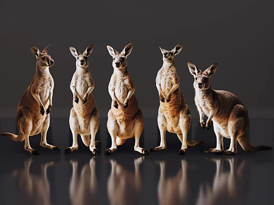 Five Kangaroos Standing Upright With Reflections On Shiny Gray Surface 3d model