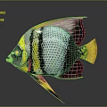 Vibrant Striped Fish With Yellow Tail Black Blue Patterns And Shiny Scales
