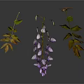 Wisteria Branches Featuring Purple Flower Clusters Green And Yellow Leaves On Dark Background