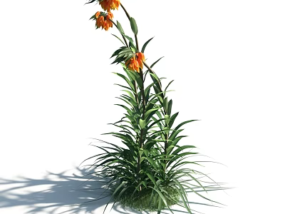 Vibrant Green Plant With Orange Flowers Long Stem And Slender Leaves 3d model