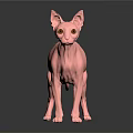 Pink Sphynx Cat Hairless Standing With Yellow Eyes And Smooth Skin On Gray Background