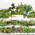 Arbor Collection Featuring Tropical Palm Trees Shrubs Ferns And Flowering Plants