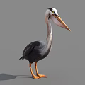 Pelican with White Head Long Orange Beak Black Gray Feathers Orange Legs on Gray Background