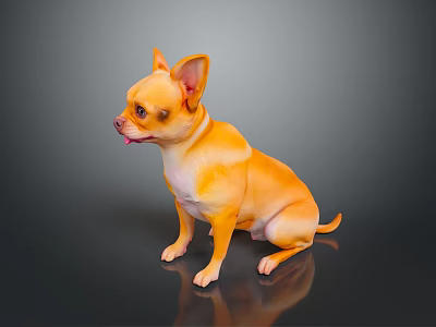 Small Golden Chihuahua Dog Sitting Calmly On Black Background With Shiny Reflection 3d model