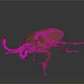 Stunning Metallic Green Shiny Beetle With Prominent Horns And Orange Legs