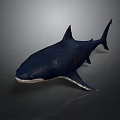 Realistic Shark 3D Model with Deep Blue Body and White Underbelly on Dark Background