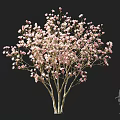 Pink Blossom Tree With Lush Branches And Person Silhouette In Background