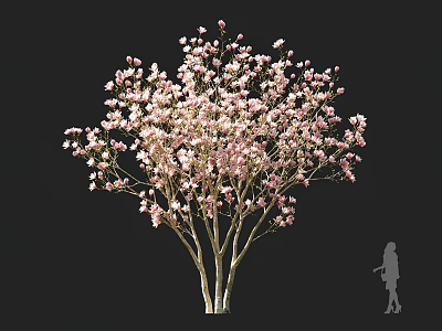 Pink Blossom Tree With Lush Branches And Person Silhouette In Background 3d model