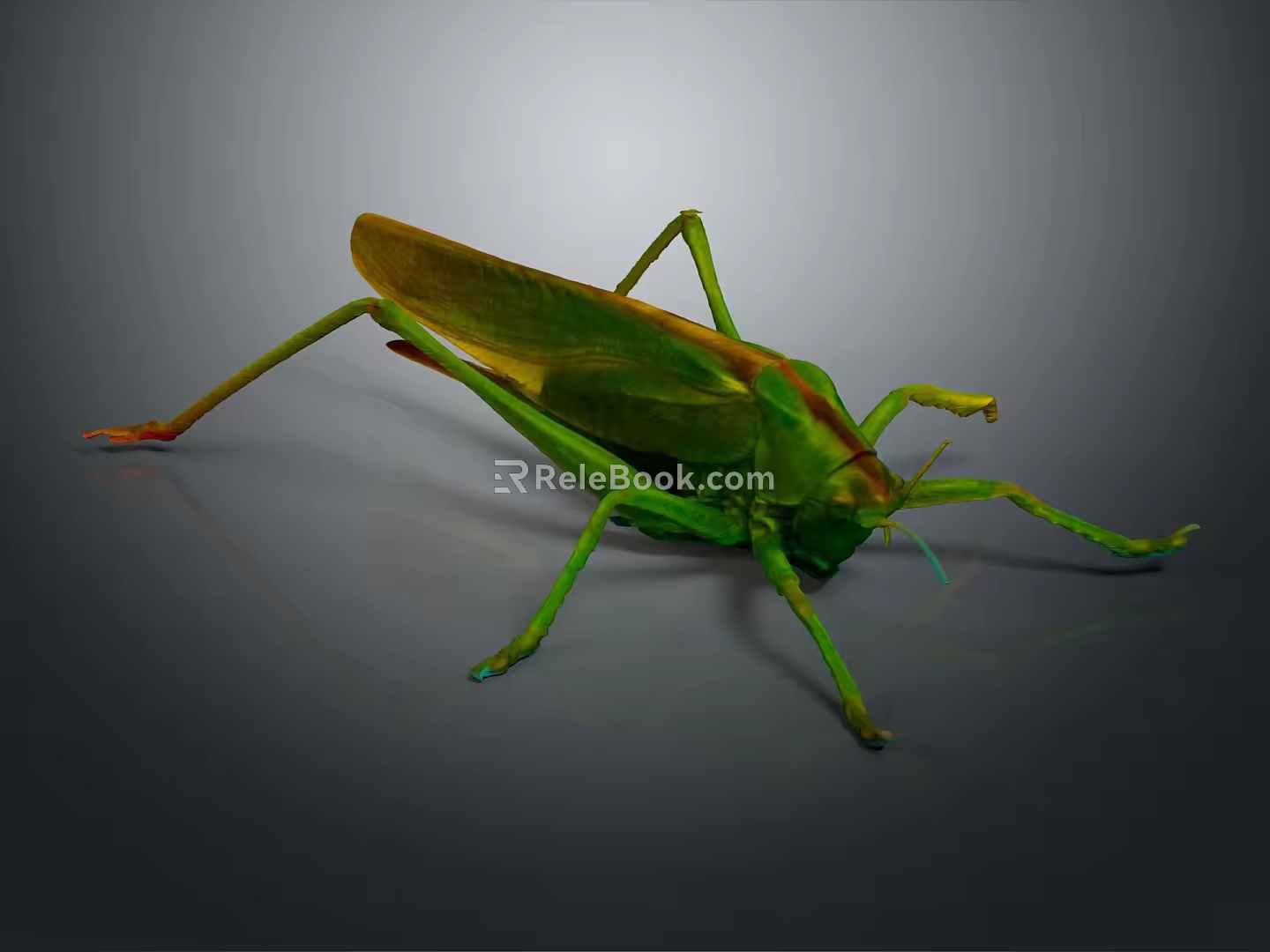 grasshopper insect cartoon locust animation locust anime locust anime game character 3d model