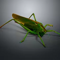 grasshopper insect cartoon locust animation locust anime locust anime game character 3d model