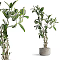 Bonsai Potted Plant With Lush Green Leaves And Multiple Branches For Indoor Decoration