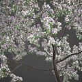 Apple Tree with Pink Blossoms Green Leaves and Brown Trunk in Outdoor Scene